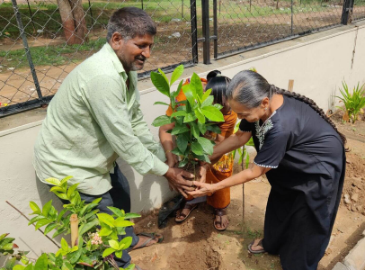 Tree Plantation