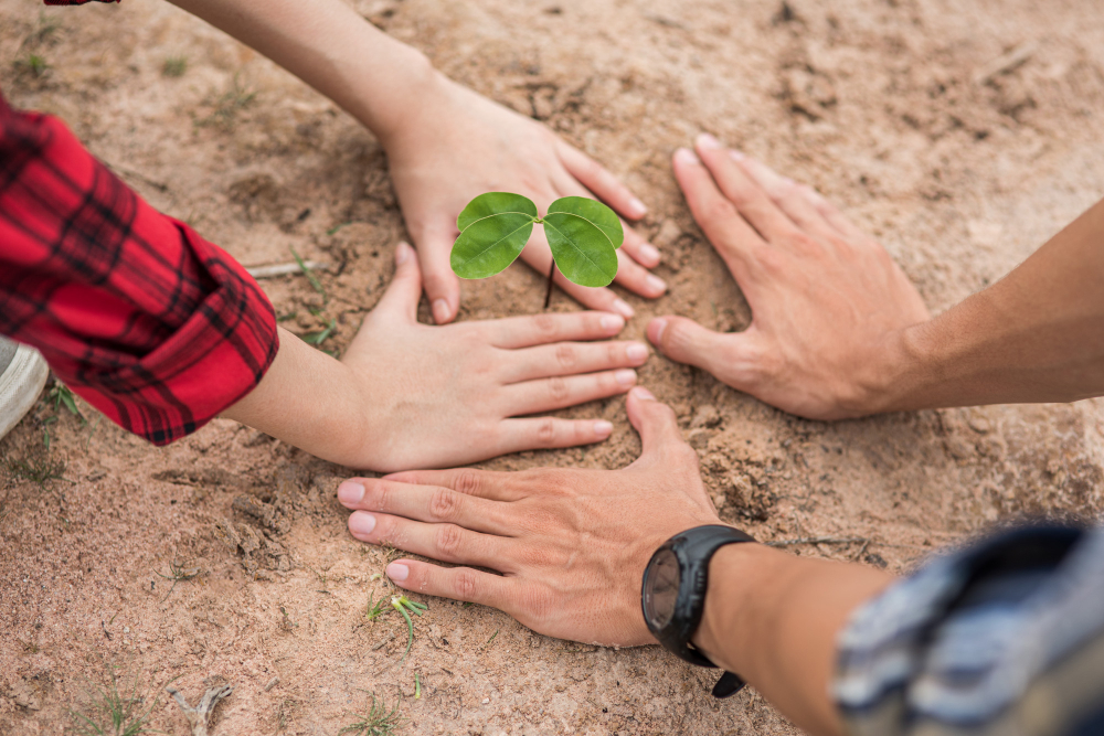 Tree Plantation